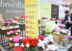 The Macaron series of Morel is a new series that will take over the Smartiz series.